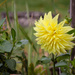 A dahlia still in bloom