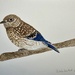Juvenile Blue Bird in Watercolor