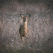 Doe, a Deer