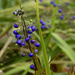 native blueberry lily