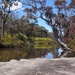 Spring in Girraween - the NP at the S end of The Granite Belt. 