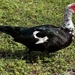 Muscovy Duck
