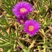 Carpobrotus