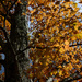 More fall color