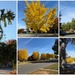 The Special Charm of the Gingko