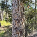Sydney red gum