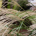 Ornamental grass