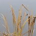Cattails 