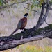 Ringneck Pheasant 