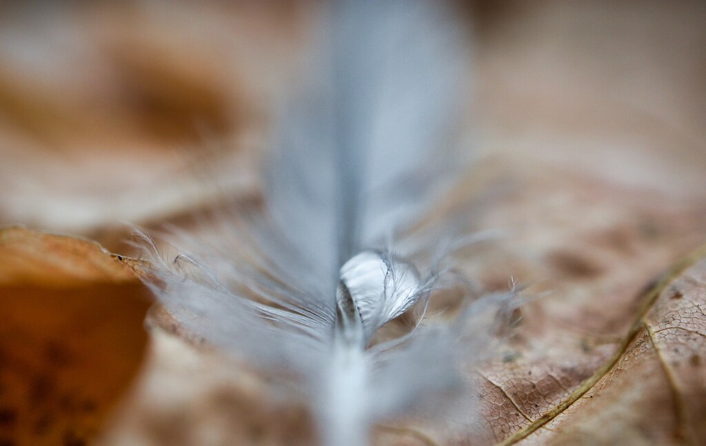 A Small Feather by okvalle