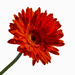 Gerbera with Negative Space