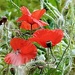 Field Poppies