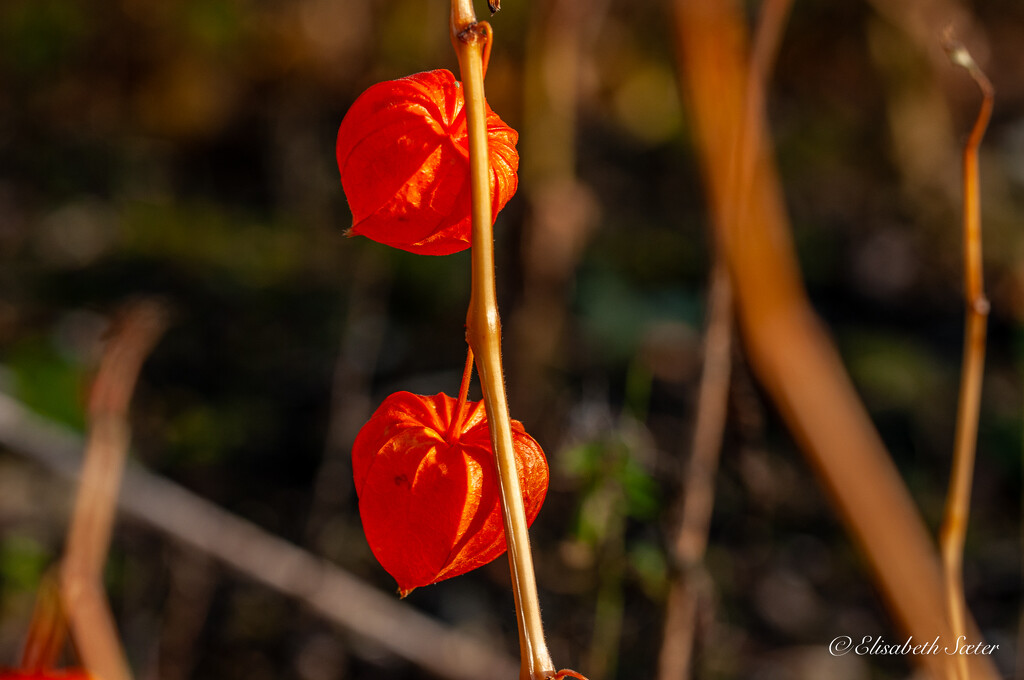 Physalis alkekengi by elisasaeter