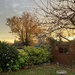 Back Garden in Autumn 