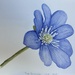Blue Anemone