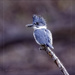 Male Belted Kingfisher