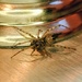 Home Spider