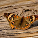 Common Buckeye Butterfly!