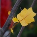 Leaves of a Tulip Tree