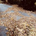 Sculpted by today’s wind