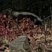 A Nighttime Visitor