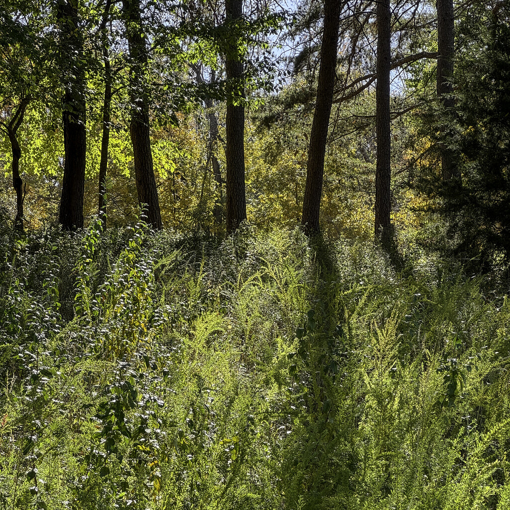 20251106-IMG_1183 by lsquared