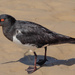 Pied Oystercatcher