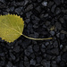 A Leaf on Gravel