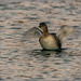 Pied-Bill Grebe Nonbreeding Adult
