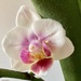 Orchid 
