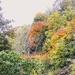 Autumn colours 