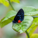 Atala Butterfly