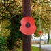 RBL Poppies