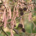 Alder - Male and Female Flowers