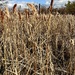Cattail Forest