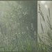 Grasses Triptych