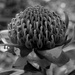 Waratah
