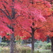 Red Maple Row