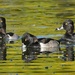 Ring neck ducks