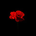 Remembrance Poppy