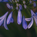 Agapanthus  by terrip