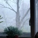 Foggy morning out my window