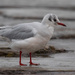 Black Headed Gull