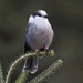 Gray Jay