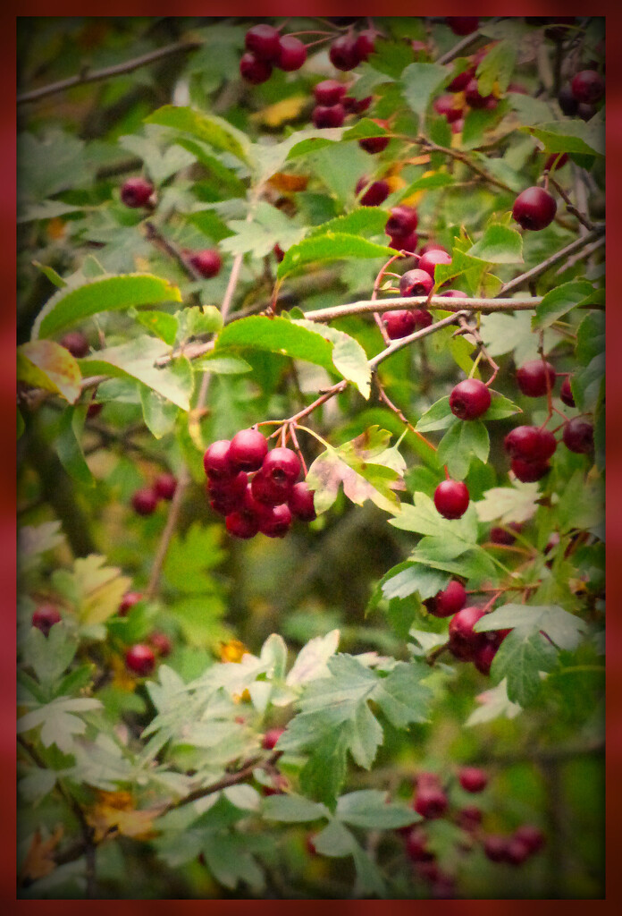 Hawthorn berries  by beryl