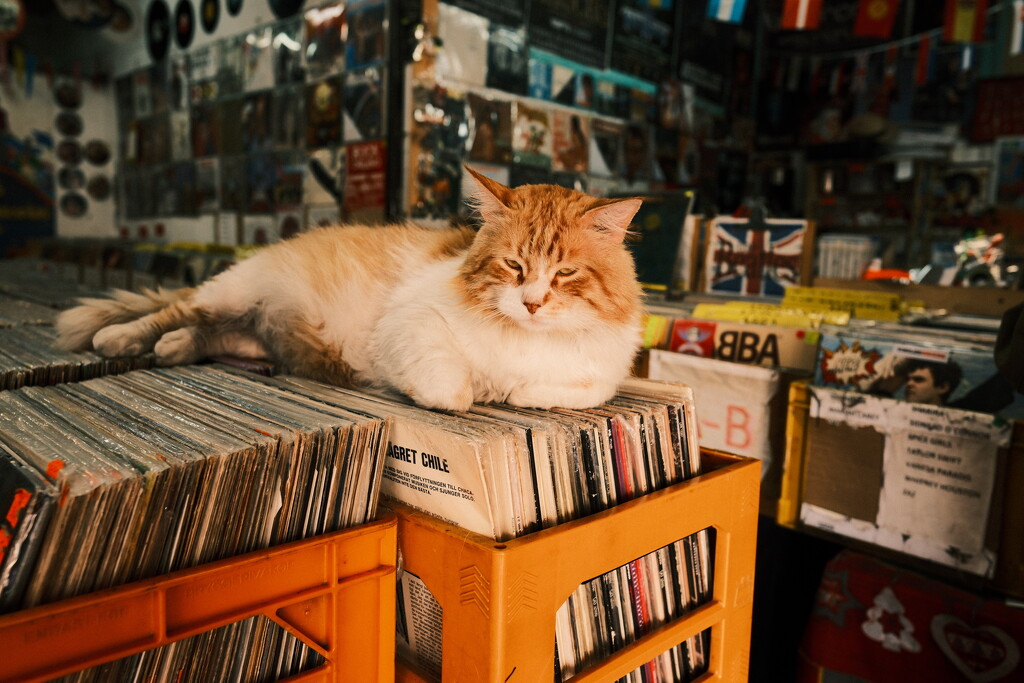 At the record store by stefanotrezzi