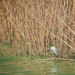 Egret Hunting in Algae Covered Shallows