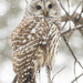 Barred owl in a snow storm