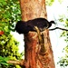 A Scrub Turkey Up A Tree ~ by happysnaps