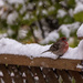 Snowy Finch
